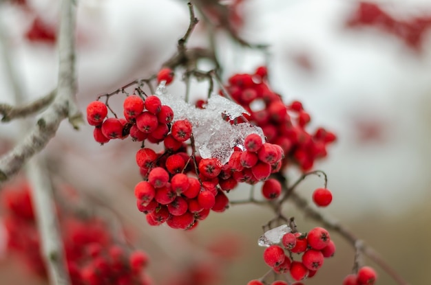 Grappes de sorbier sur une branche d'arbre en hiver sous la neige.