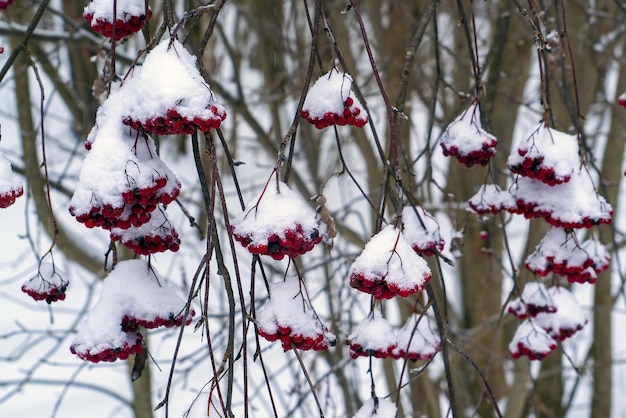 Des grappes de sorbier rouge sur les branches sont saupoudrées de neige blanche