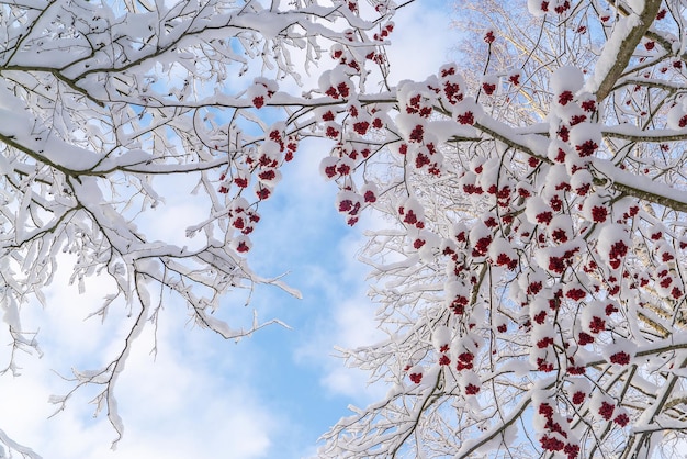 Des grappes de sorbier rouge sur les branches sont saupoudrées de neige blanche