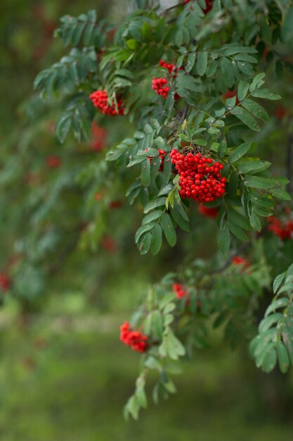 grappes de sorbier rouge sur les branches