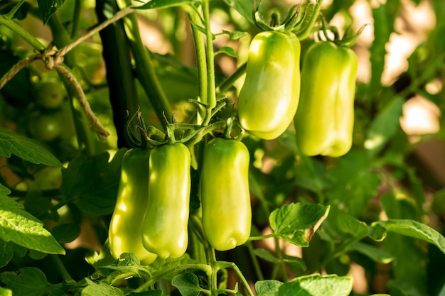 Des grappes de tomates San Marzano vertes non mûres, biologiques et saines, cultivées dans le pays