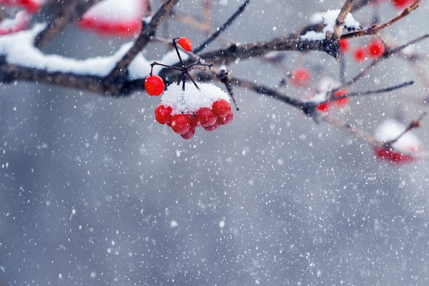 Grappes De Viorne Couvertes De Neige Aux Fruits Rouges Lors D'une Chute De Neige