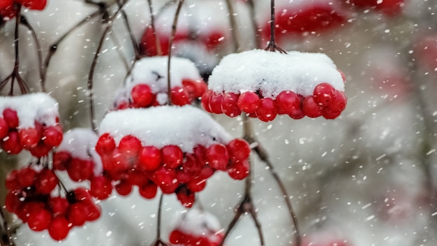 Des grappes de viorne couvertes de neige lors d'une chute de neige