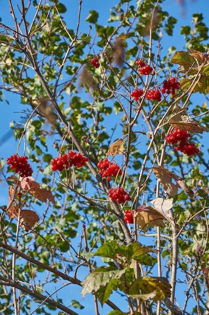 Grappes de viorne mûres et légèrement fanées dans le jardin