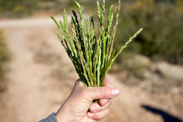 Photo un grappin d'asperges sauvages dans la main d'une femme