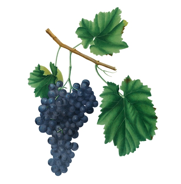 Un grappin de raisin de vin rouge Lacrima dessiné à la main est un élément de conception.