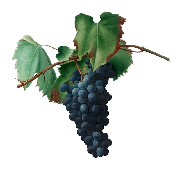 Un grappin de vigne noire dessiné à la main