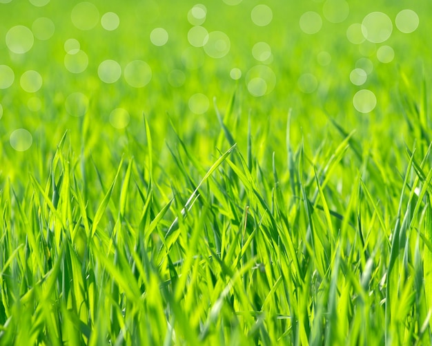 Photo grass