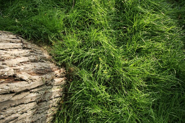 Grass