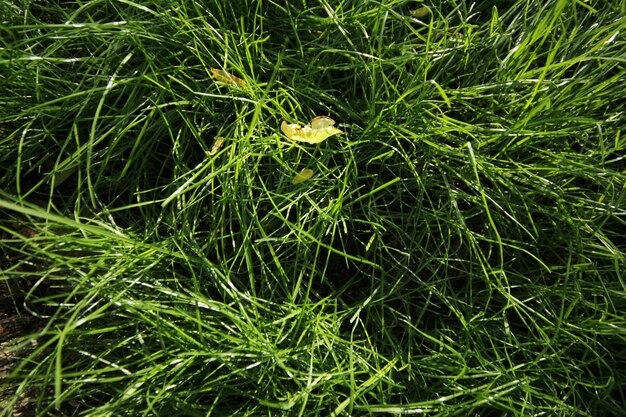 Grass