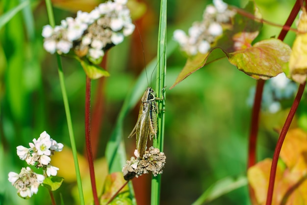 Photo grasshopper close-up de la tige d'une belle fleur blanche attaque de criquets sur le champ de sarrasin la menace de perte de récolte grand champ de sarrasin agriculture écologique