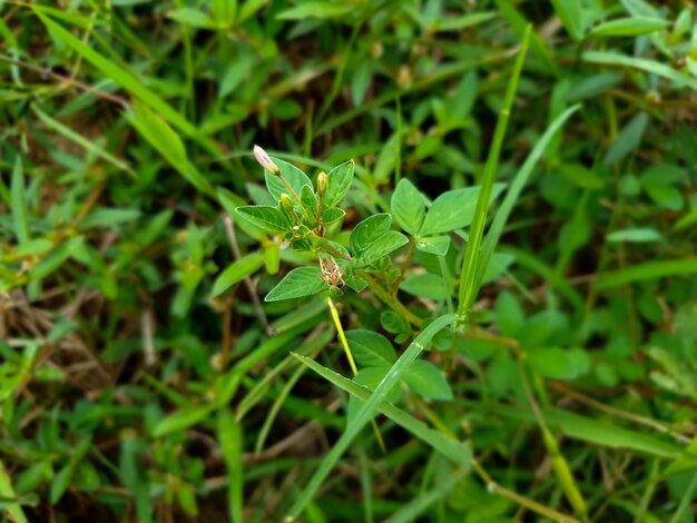 Grasshopper Dissosteira Carolina sur la fleur de zinnia elegan