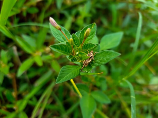 Grasshopper sur la fleur de zinnia elegan