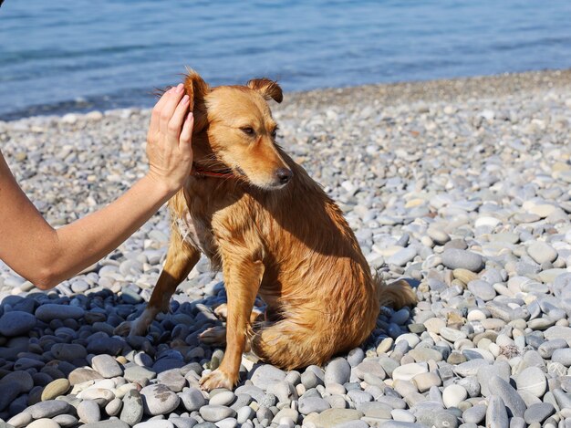 Égratignures à la main derrière l'oreille du chien satisfait humide rouge sur la plage de galets