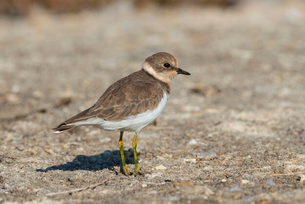 Gravelot Charadrius dubius Malaga Espagne