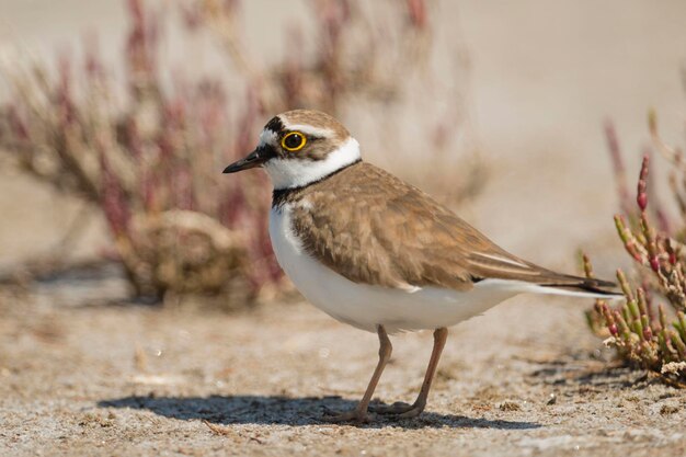 Gravelot Charadrius dubius Malaga Espagne