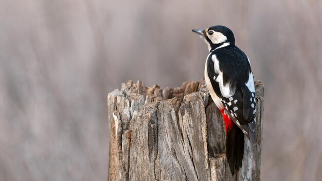 Great Spotted Woodpecker Dendrocopos major est assis sur une souche d'arbre.