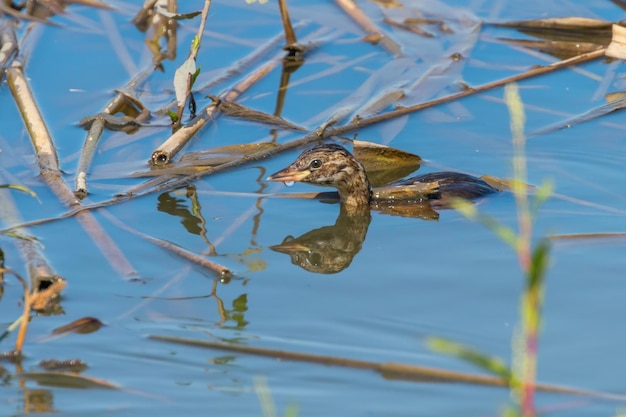 Grèbe castagneux dans l'eau (Tachybaptus ruficollis)