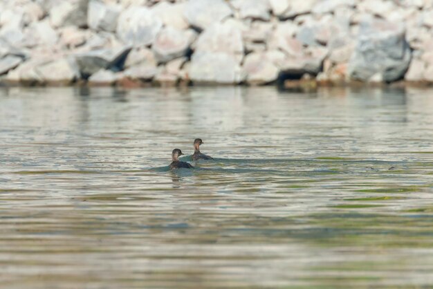 Grèbe castagneux dans l'eau (Tachybaptus ruficollis)