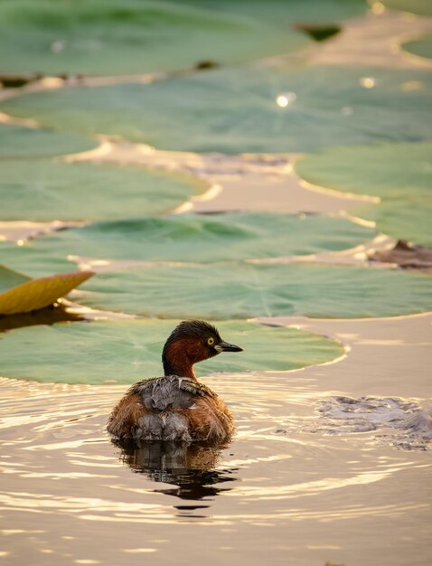 Photo grèbe castagneux nage dans le lac coucher de soleil lumière dorée brille les eaux grèbe solitaire dans son habitat naturel