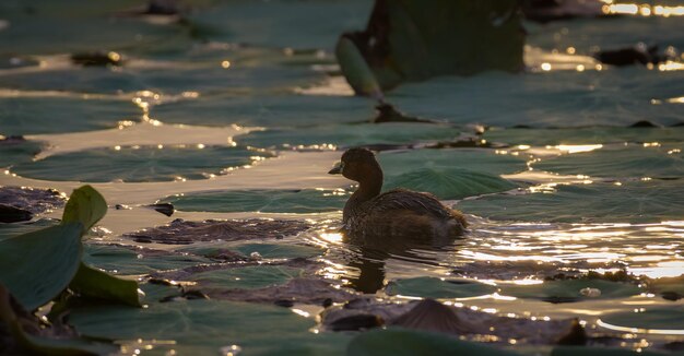 Photo grèbe castagneux nage tôt le matin en se déplaçant rapidement à travers les feuilles de lotus du lac