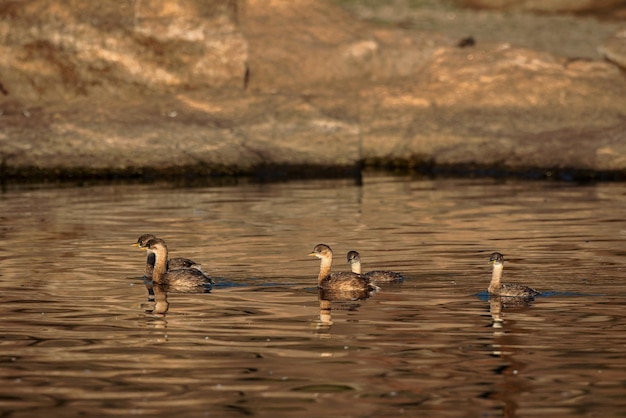 Grèbe castagneux (Tachybaptus ruficollis).