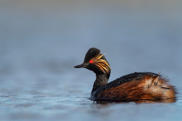 Grèbe à cou noir ou grèbe à cou noir Podiceps nigricollis Toledo Espagne