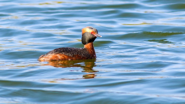 Le grebe à cou noir nage sur un lac au printemps.