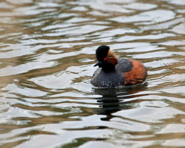 Grèbe à cou noir nageant sur un lac