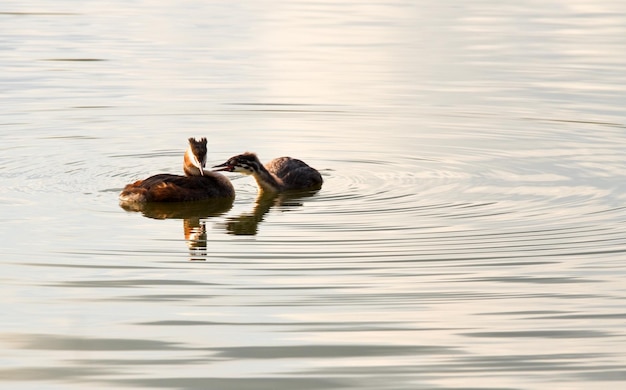 Photo grebe à grande crête ou podiceps cristatus