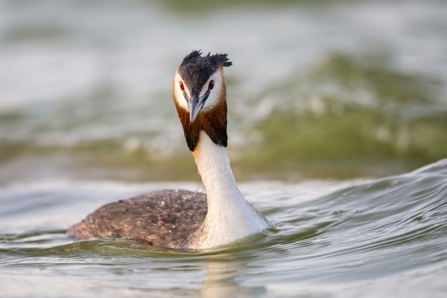 Grèbe huppé (podiceps cristatus) dans son habitat naturel