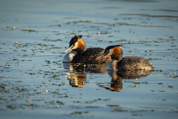 Grèbe huppé Podiceps cristatus