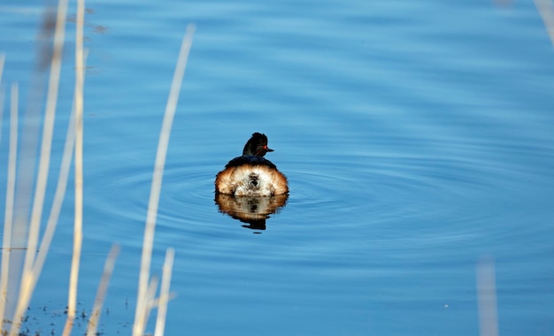 Grèbes à cou noir nageant sur le lac au soleil du printemps