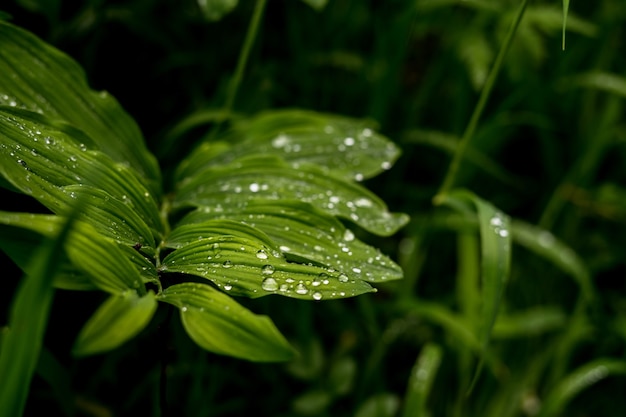 Gree herbe croustillante avec raison sur eux. Fermer. photo de haute qualité