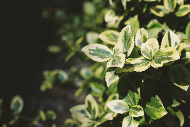 Green Bush se bouchent