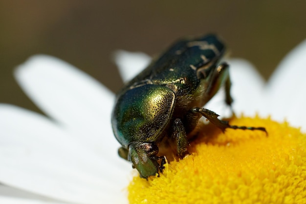 Photo green chafer est sur la fleur de camomille