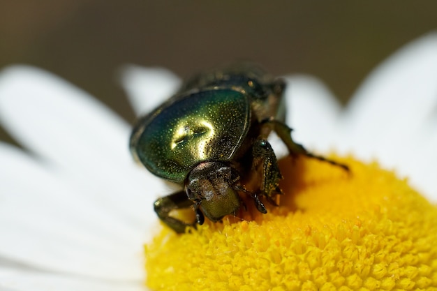 Green Chafer est sur la fleur de camomille