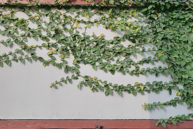 Green Creeper Plant sur le mur