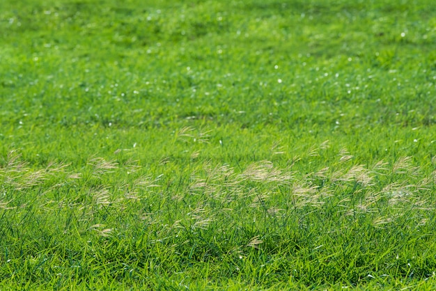 Green Grass Field Landscape avec fantastique