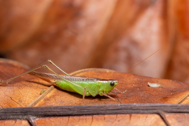 Green Grasshopper Macro