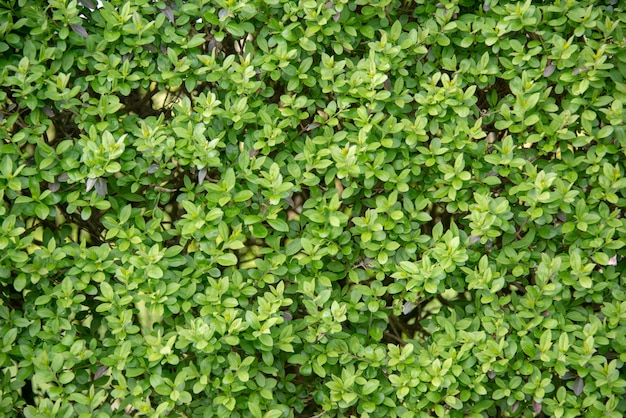 Photo green hedge pattern