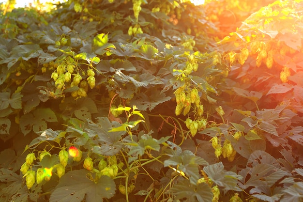 Green Hops sur une plante à la journée ensoleillée