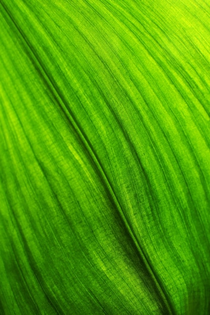 Green leaf fond