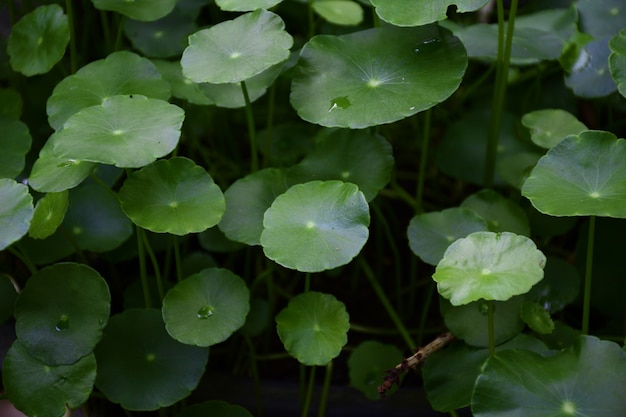 Green leafs se bouchent