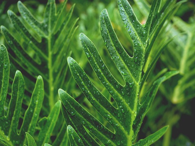 Green Leaves Avec Rain Drops