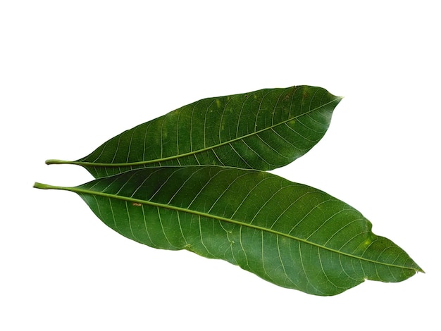 Green Mangifera indica ou feuilles de mangue sur fond blanc Plante à feuilles vertes