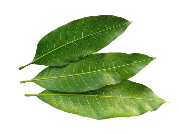 Green Mangifera indica ou feuilles de mangue sur fond blanc