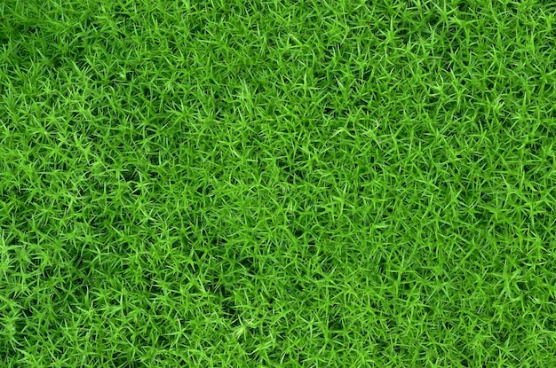 Green Moss