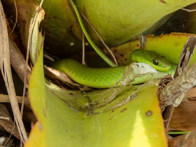 Photo green snake