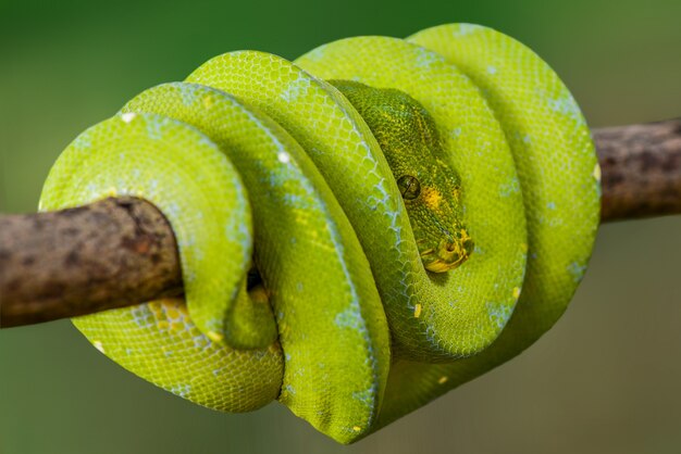 Green Tree Python Morelia Viridis sur des brindilles